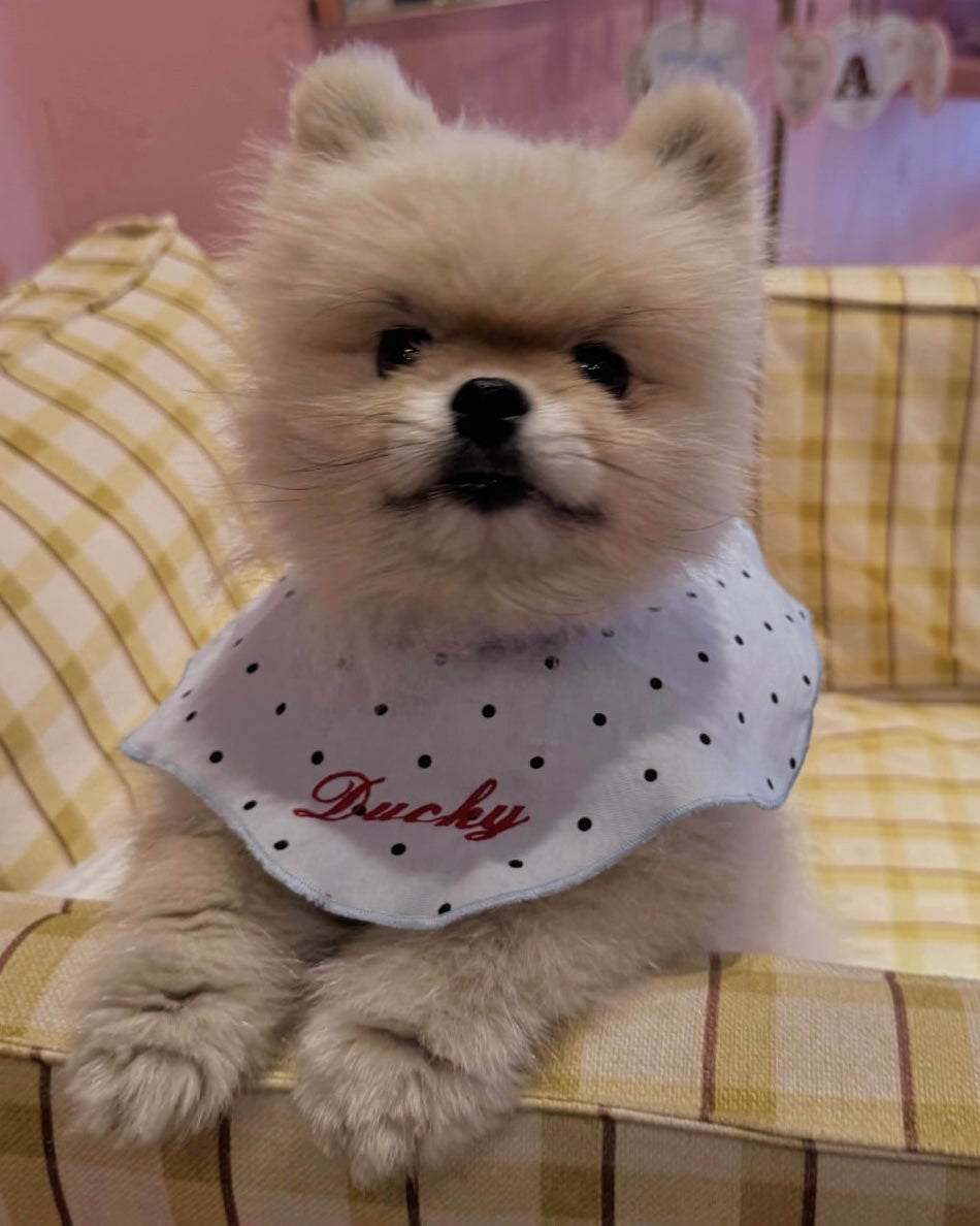 The Wanda Collar x Abbode