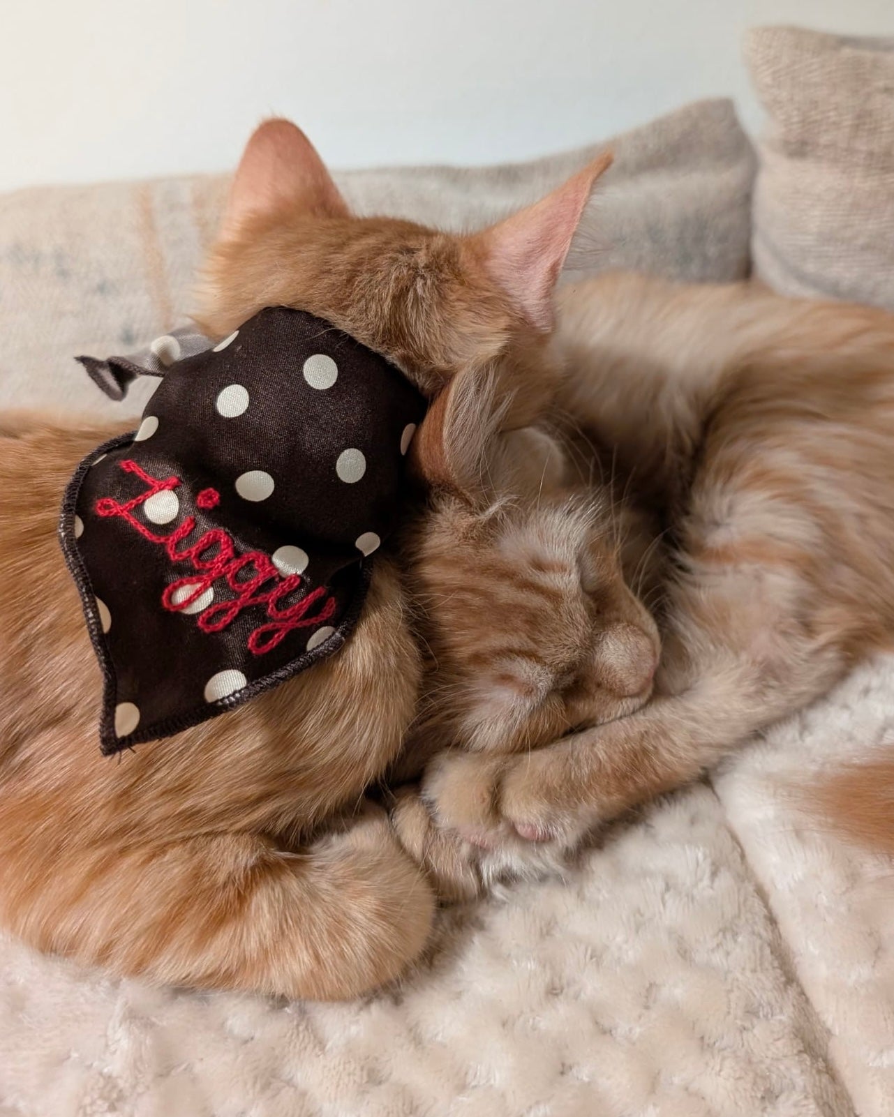 The Fren Bandana - For the love of dogs