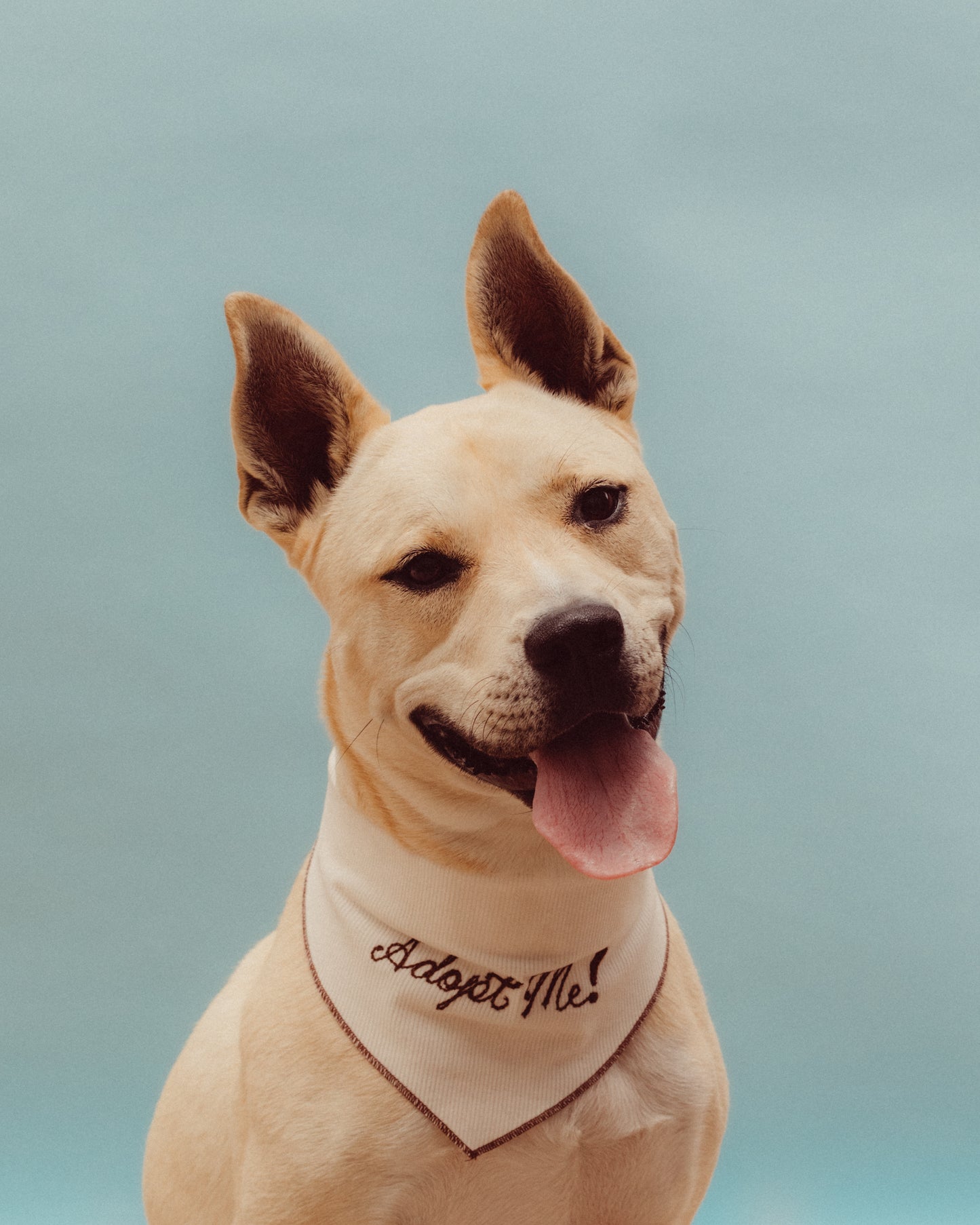 The Fren Bandana - For the love of dogs