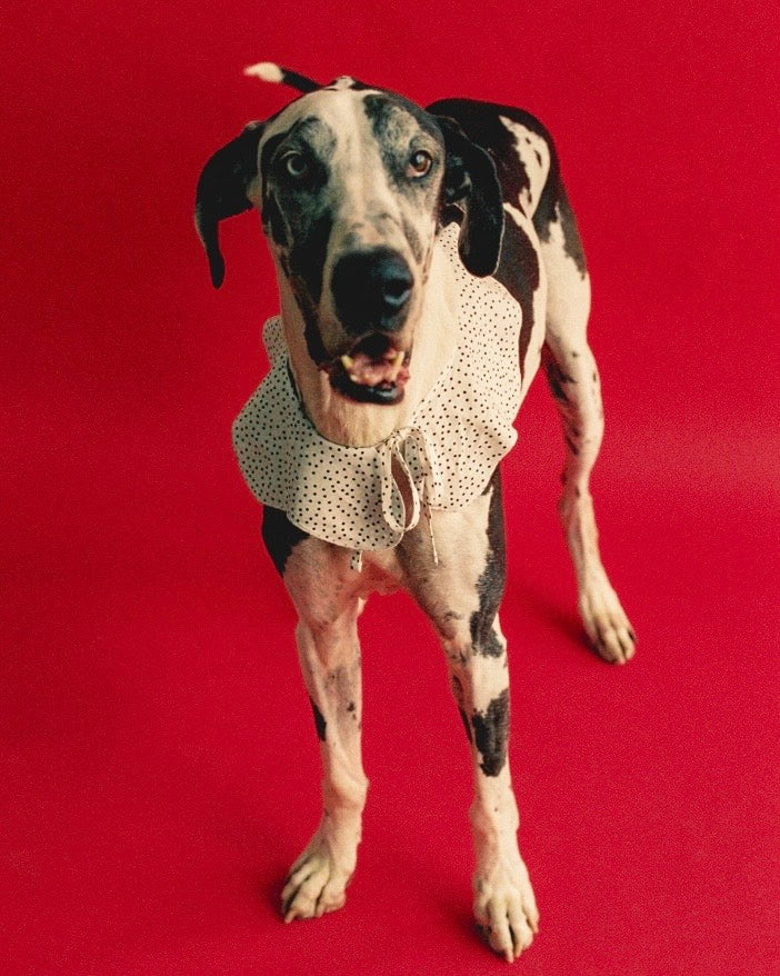 The Reversible Wanda Collar- Dottie