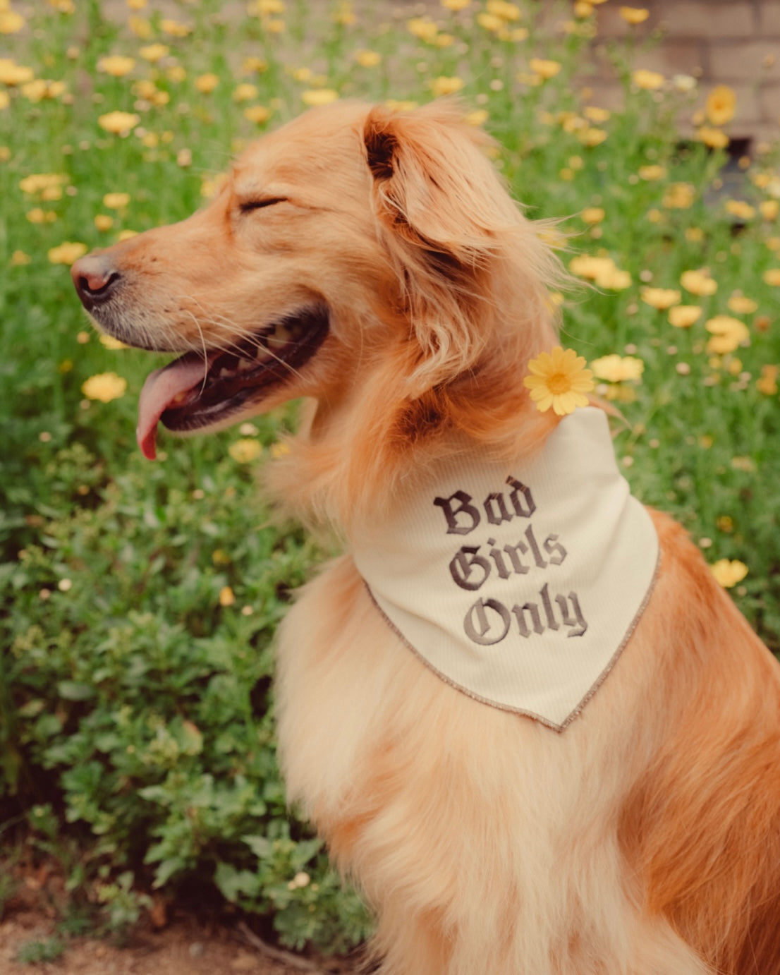 The Indie Bandana