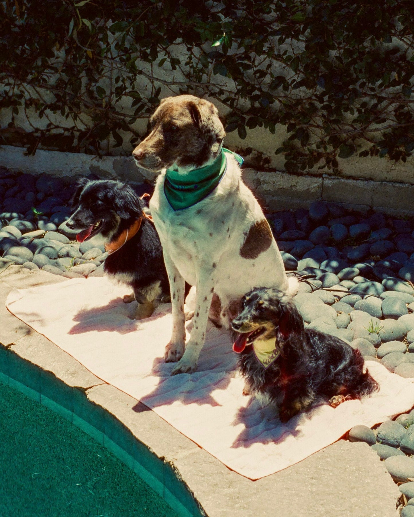 The Fren Bandana- Petals