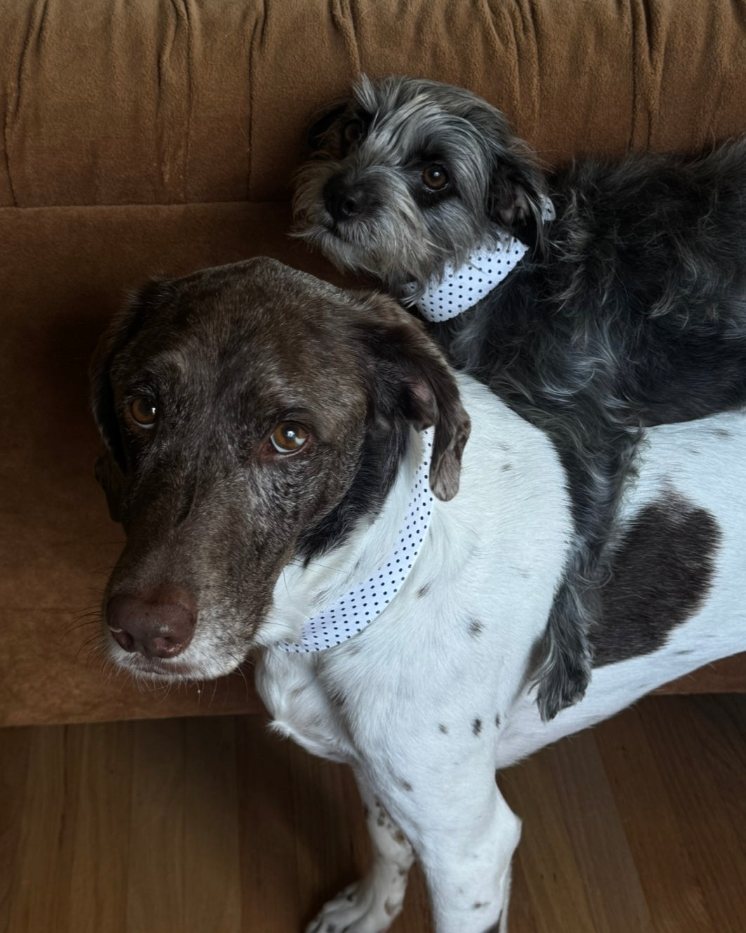 The Charlie Collar