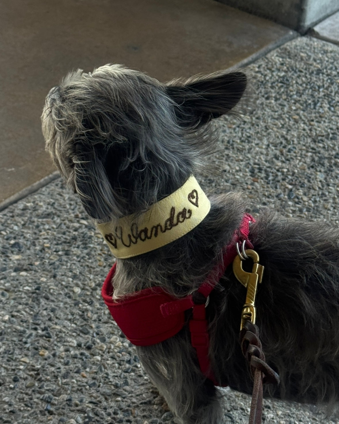 The Charlie Collar