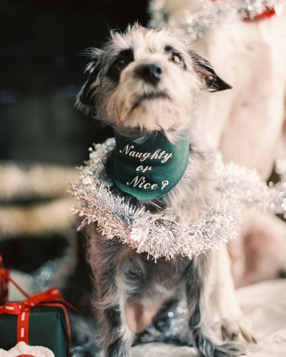 The Fren Bandana- Mistletoe