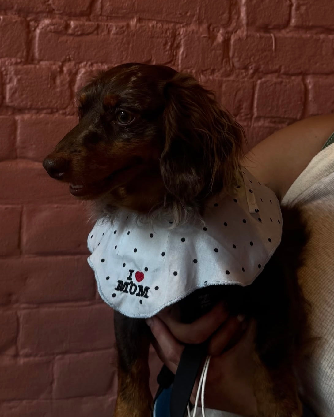 The Wanda Collar x Abbode