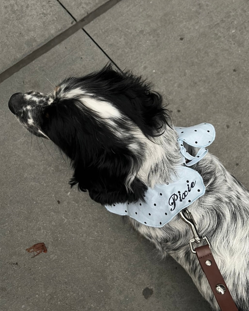 The Wanda Collar x Abbode