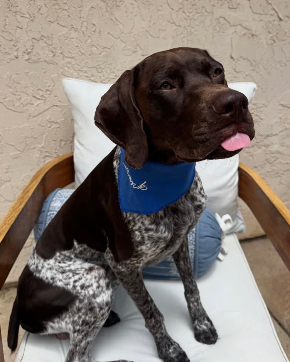 The Fren Bandana- Blueberry