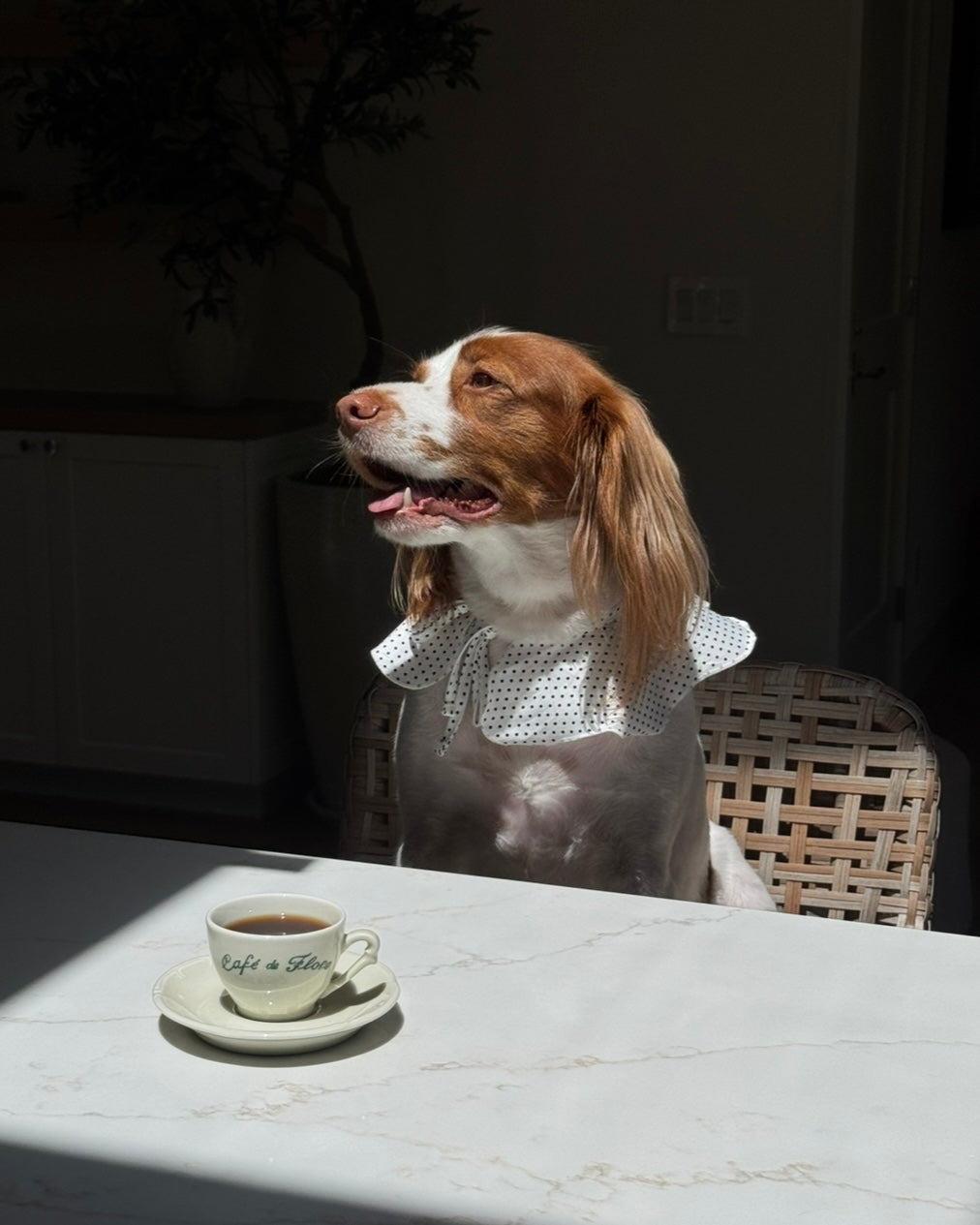 The Wanda Collar- Dottie