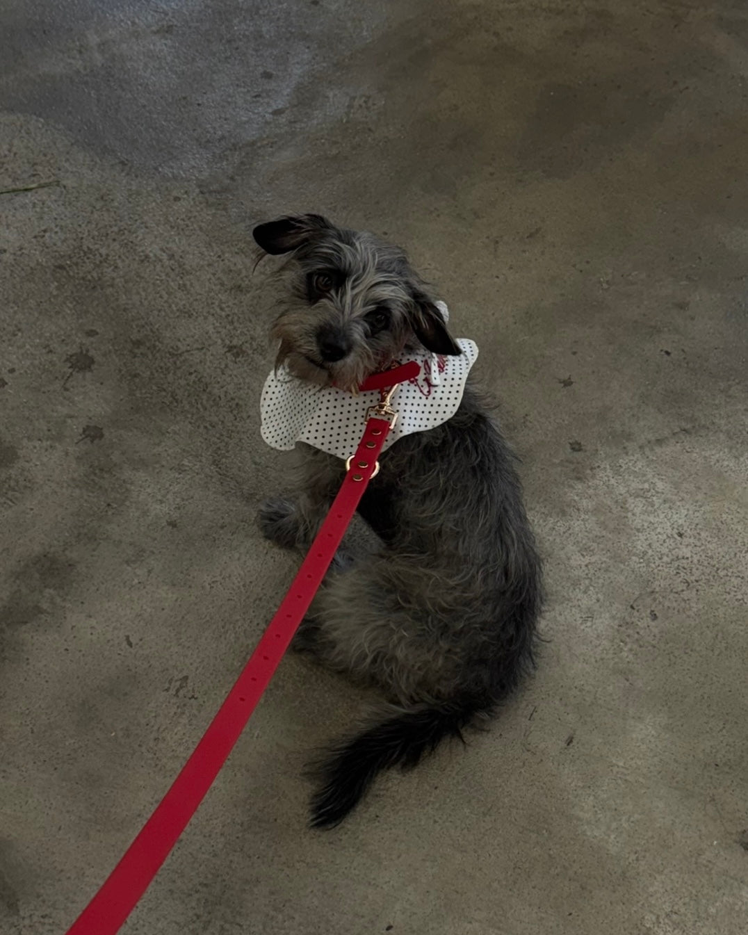 The Wanda Collar- Dottie