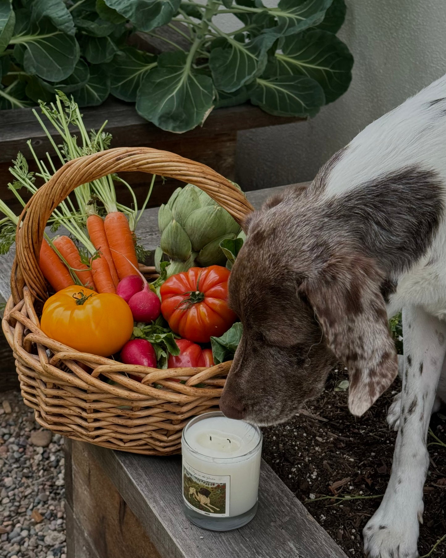 No Dogs in the Garden Candle