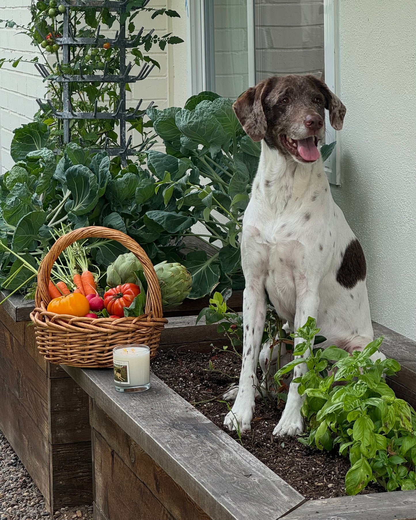 No Dogs in the Garden Candle