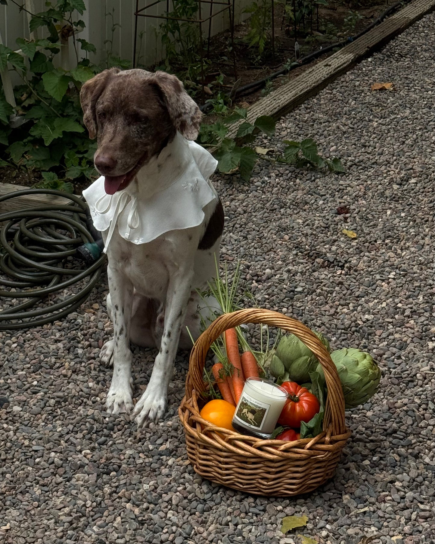 No Dogs in the Garden Candle
