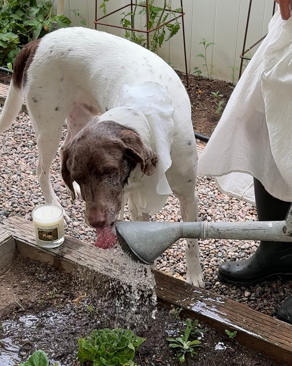 No Dogs in the Garden Candle