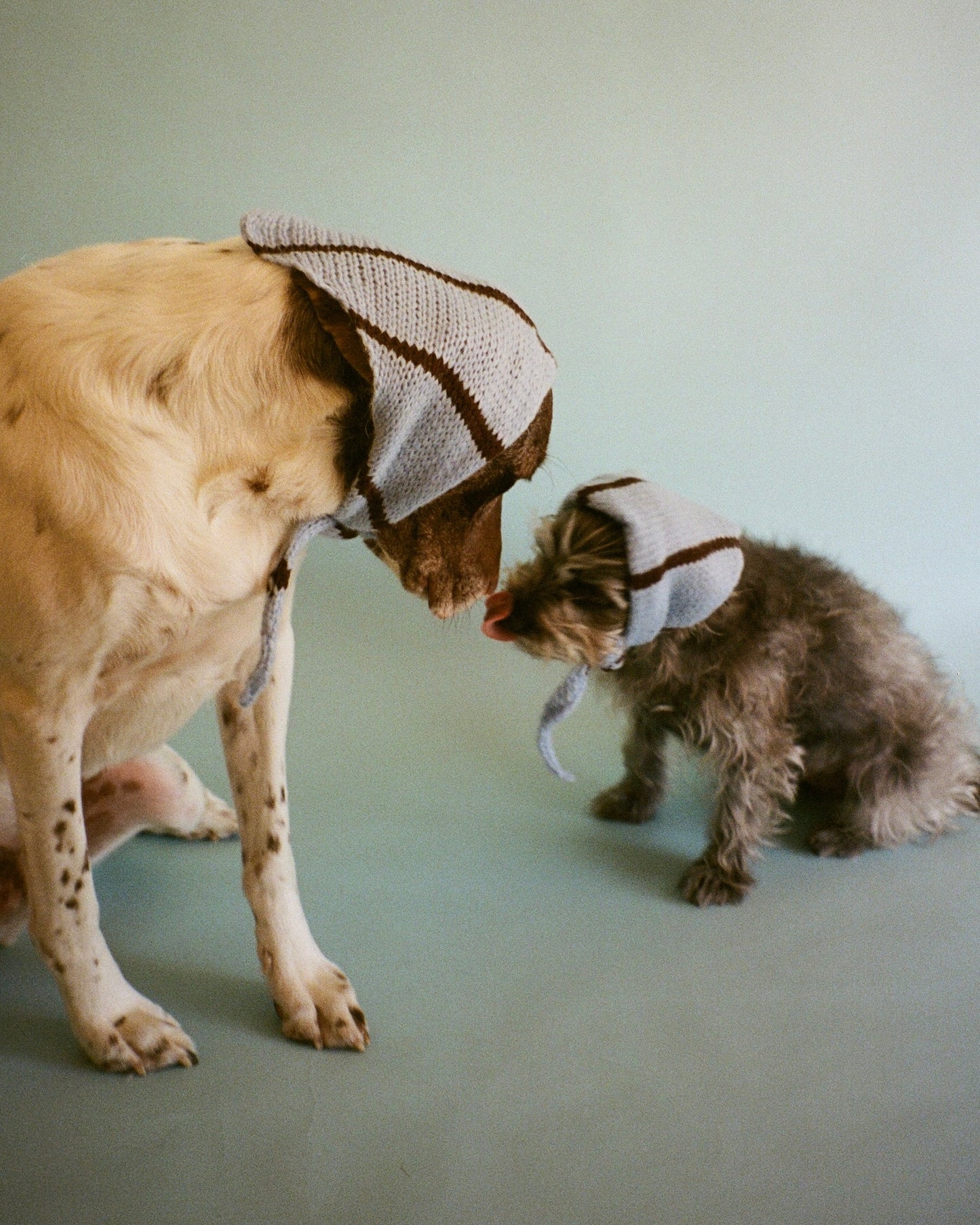 The Juni Scarf (For your pet)