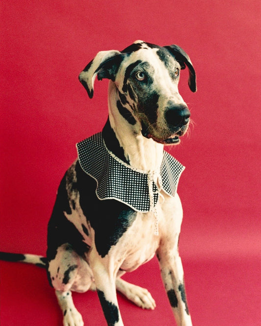 The Reversible Wanda Collar- Dottie