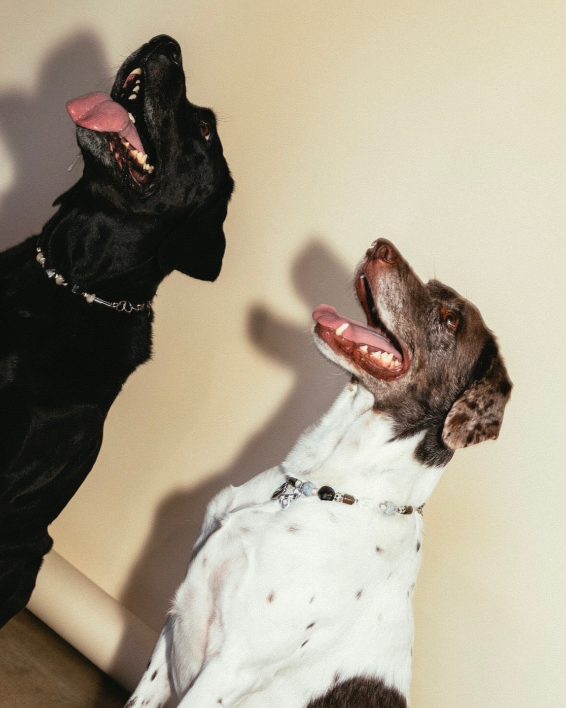 The Georgi Necklace (For your pet)