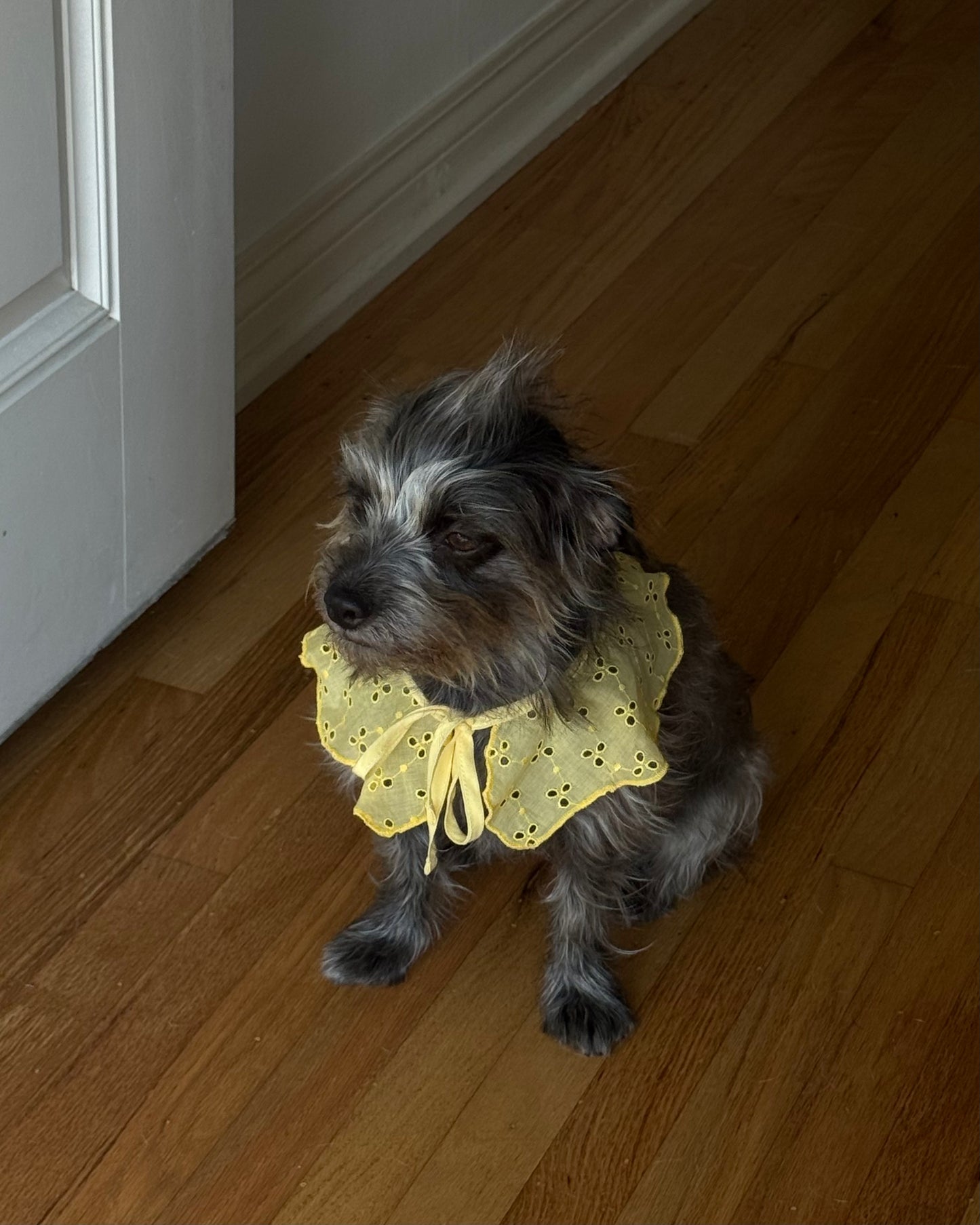 The Wanda Collar- Sunny