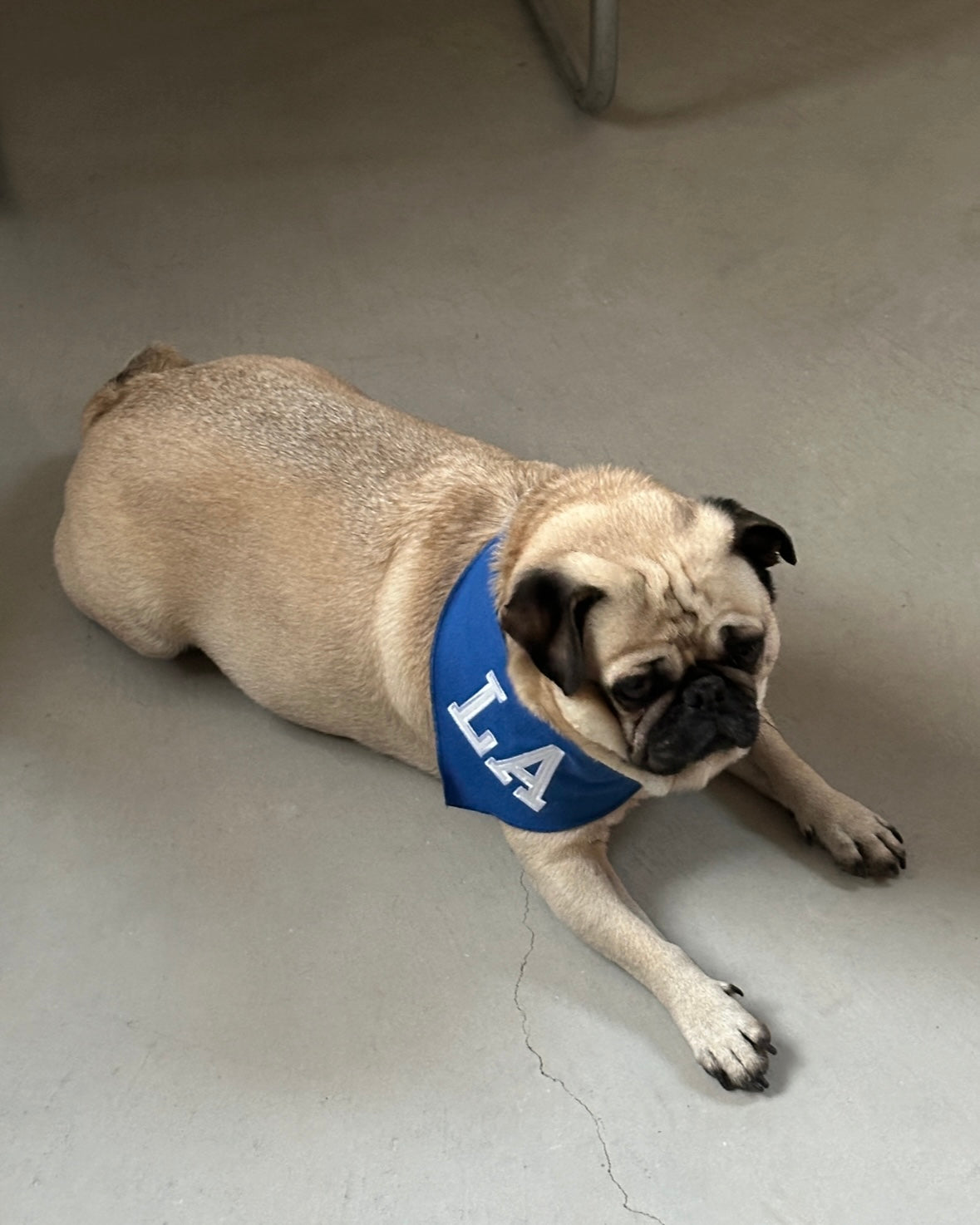 LA Dog Bandana