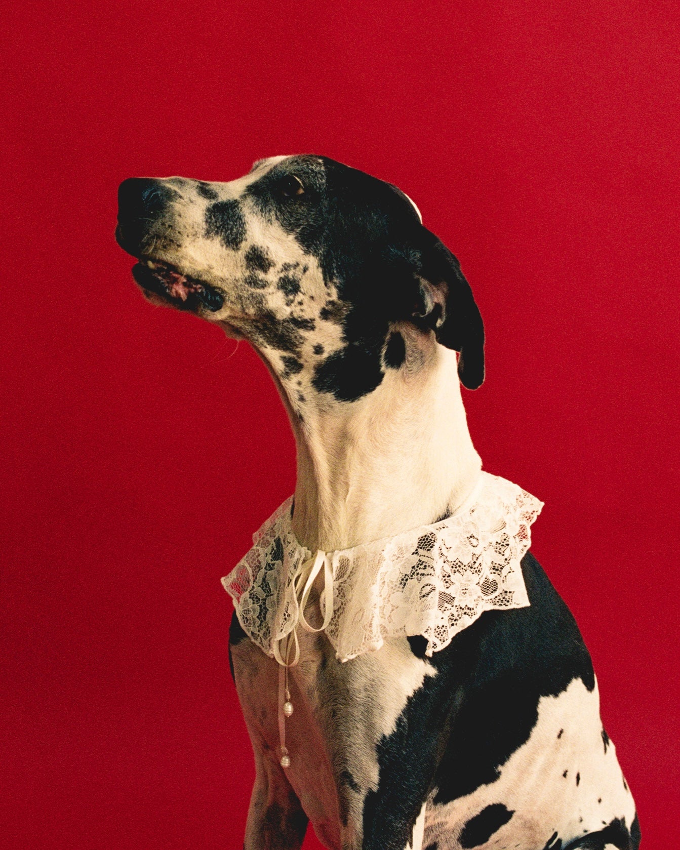 The Wanda Collar- Lacey