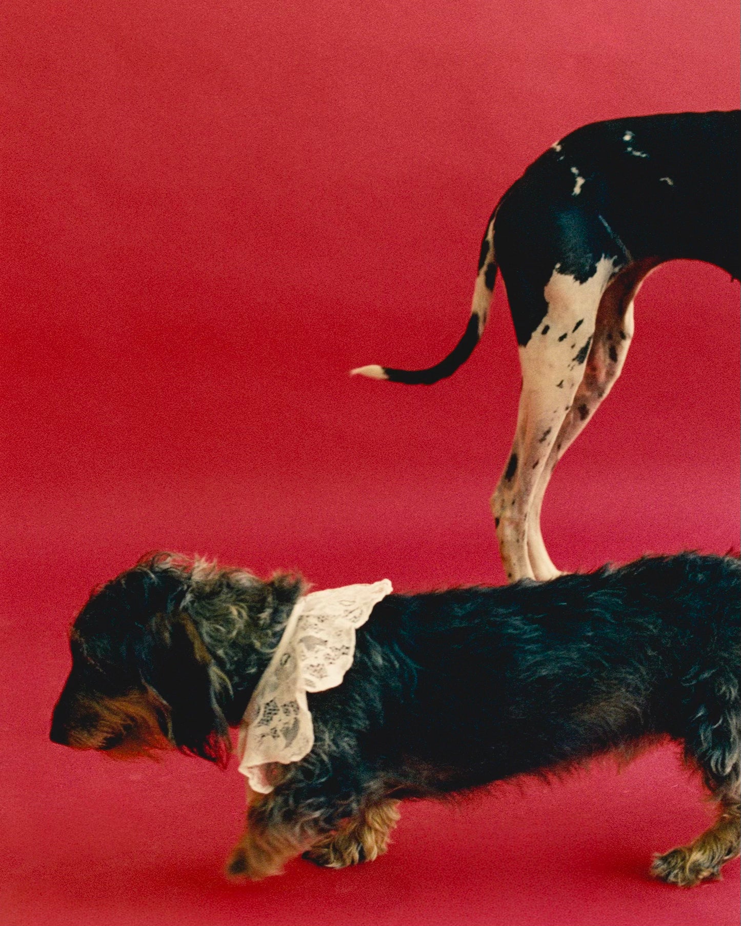 The Wanda Collar- Lacey