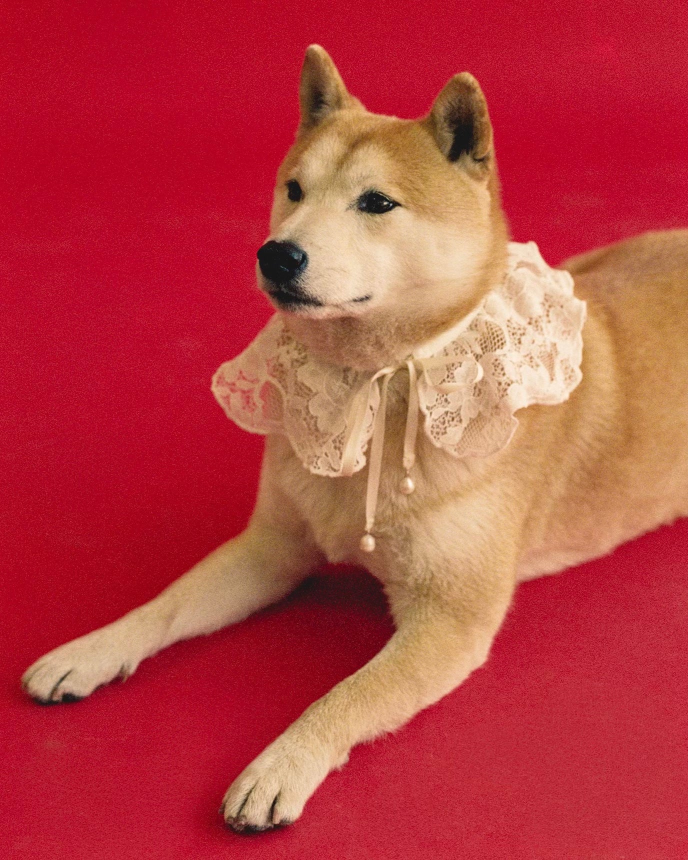 The Wanda Collar- Lacey (size M)