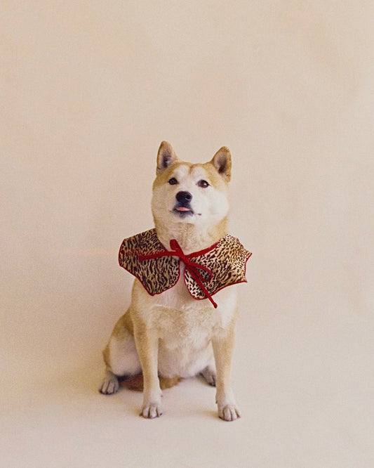 The Reversible Wanda Collar- Cheetah
